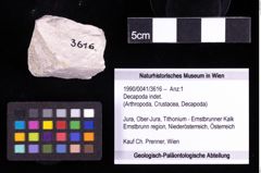 Foto (Objekt + Etiketten) von Decapoda indet. 